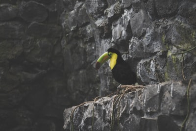 巨嘴鸟白天在岩层上活动